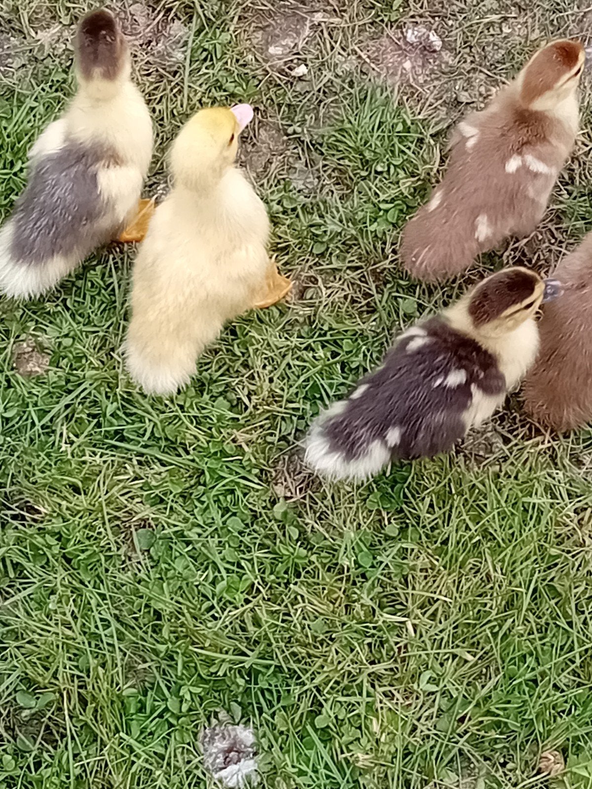 Jonge barberies, Dieren en Toebehoren, Pluimvee