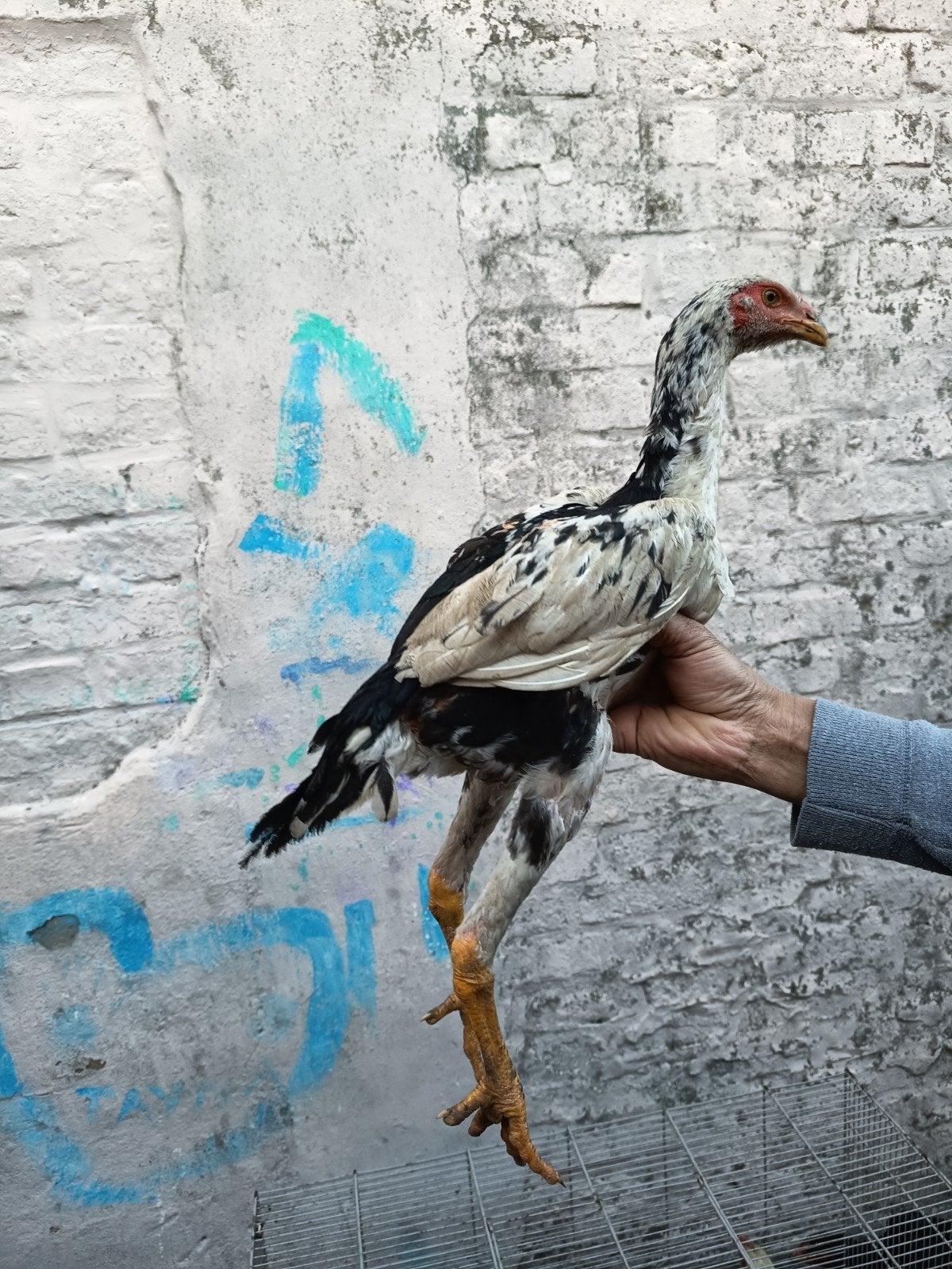 Jeunes SHAMO, Animaux & Accessoires