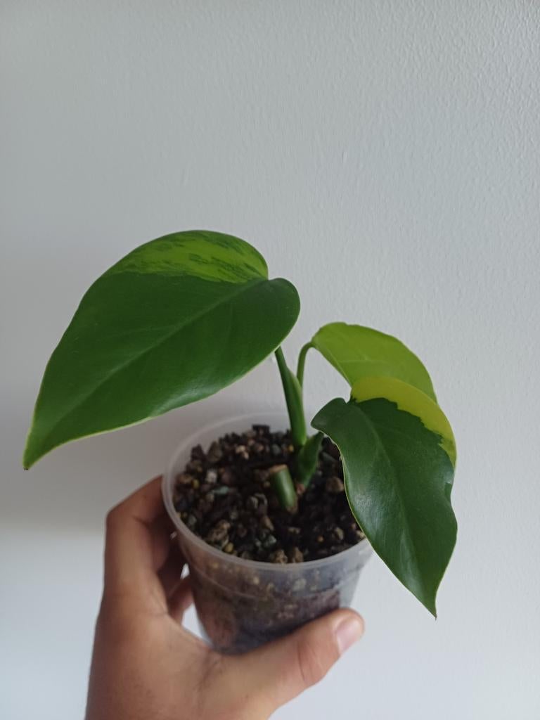 Monstera Green on Green, Huis en Inrichting, Kamerplanten, Overige soorten, In pot, Minder dan 100 cm, Groene kamerplant