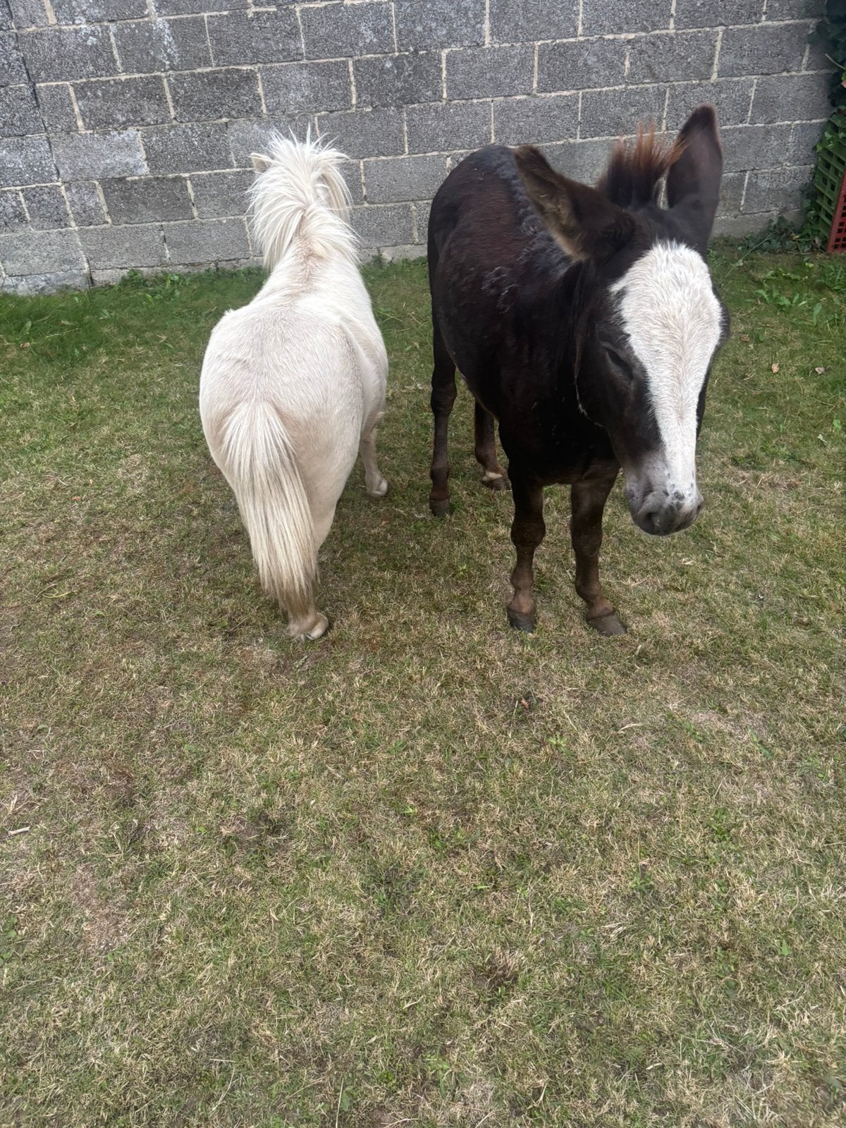 Mini-ezel en pony’tje te koop, Dieren en Toebehoren, Pony's