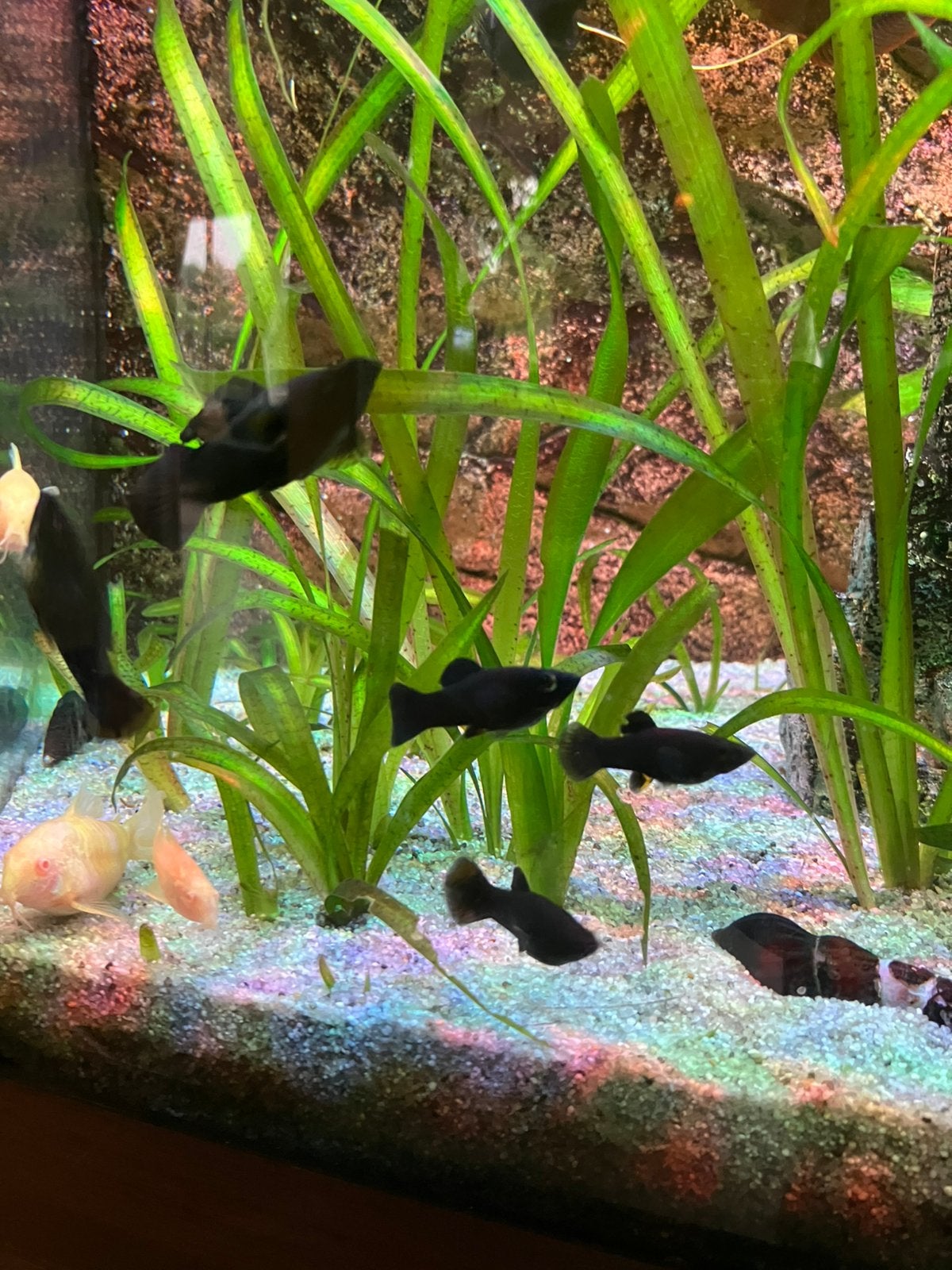 Black molly, Animaux & Accessoires, Poisson, Poisson d'eau douce