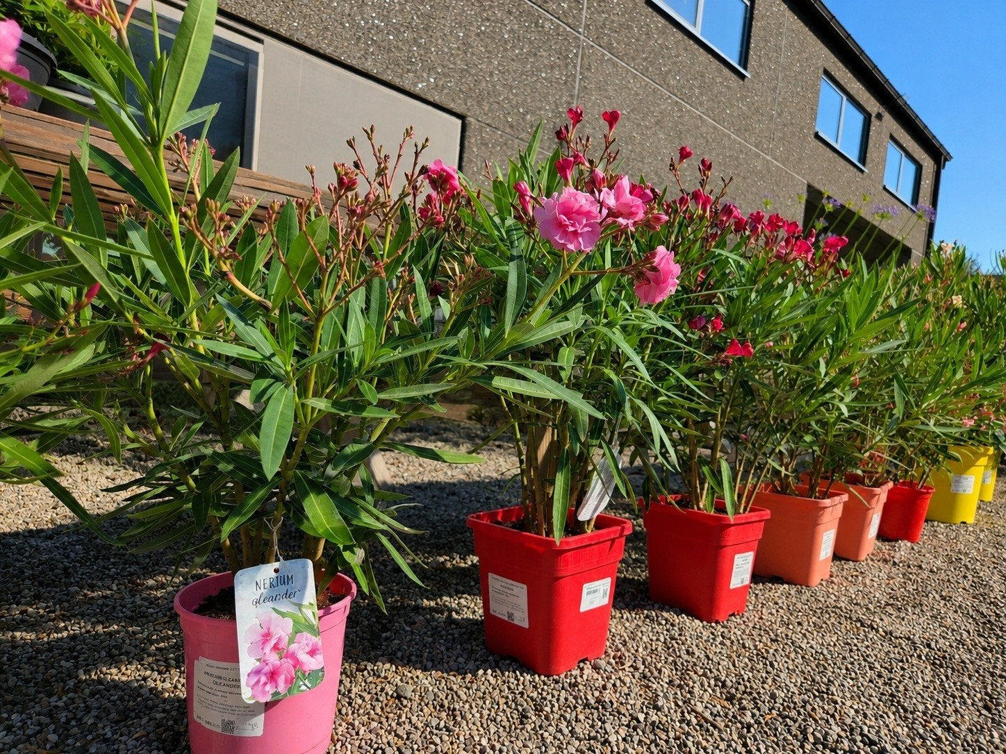 Nerium Oleander in verschillende potmaten en kleuren, Ophalen