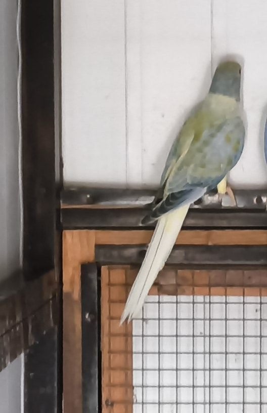 Halsband, Dieren en Toebehoren, Vrouwelijk, Geringd