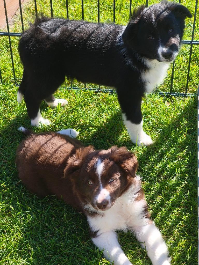 Super lieve actieve Border Collie pups, Animaux & Accessoires, Chiens | Bergers & Bouviers, 8 à 15 semaines, Colley, Plusieurs