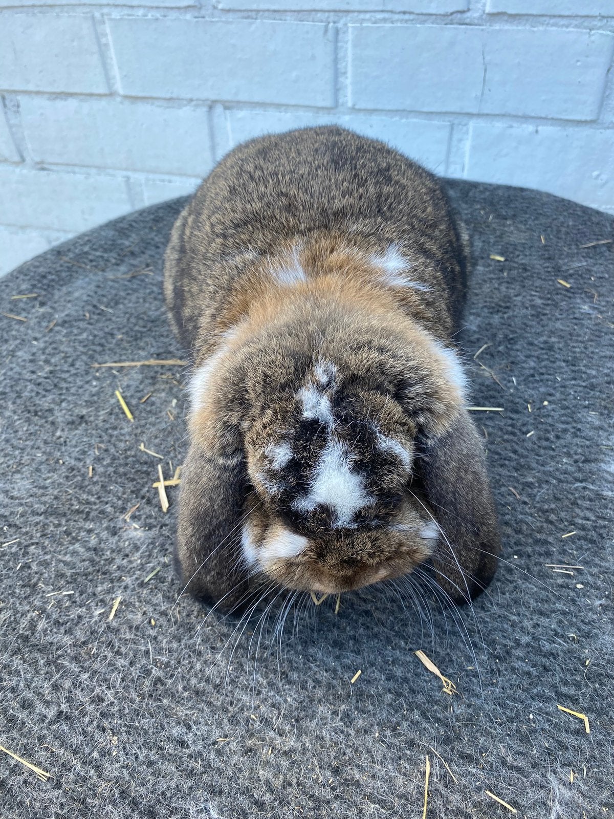 Duitse hangoor konijn, Dieren en Toebehoren, Hangoor
