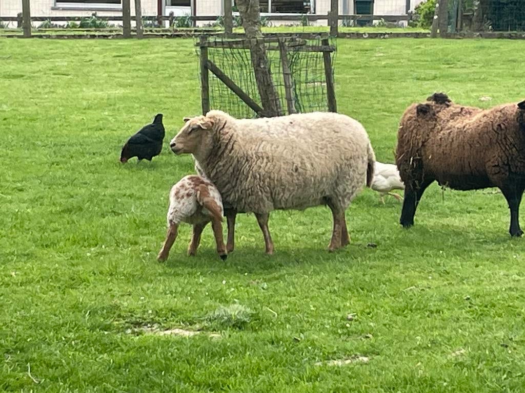 Schaap te koop, Schaap
