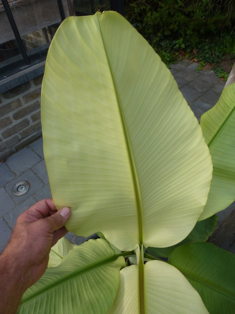 Musa tanee  (witte mutatie), Vaste plant, Bloeit niet, Halfschaduw, Ophalen