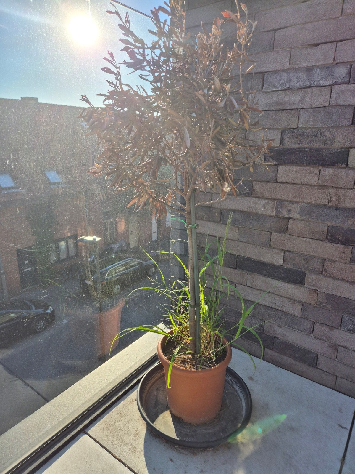 Olijfboom, Tuin en Terras, Ophalen