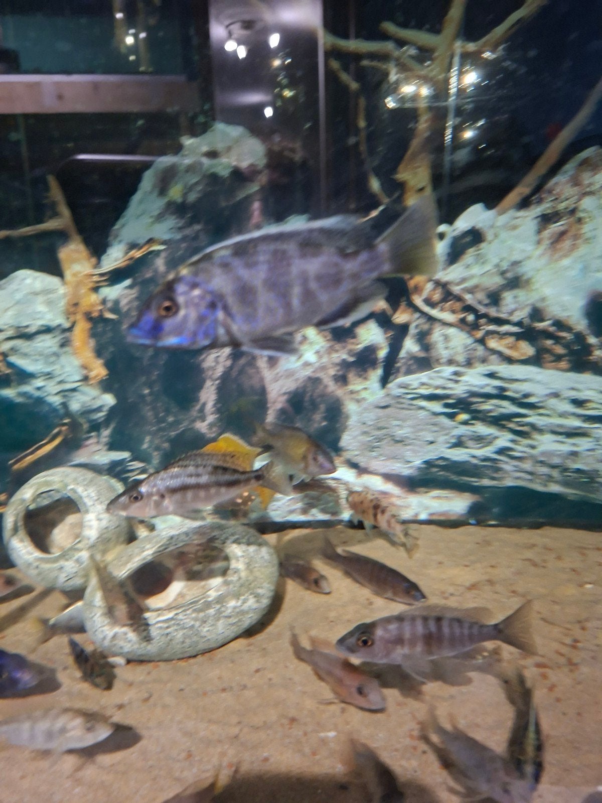 Cichlides malawi nimbochromis venustus