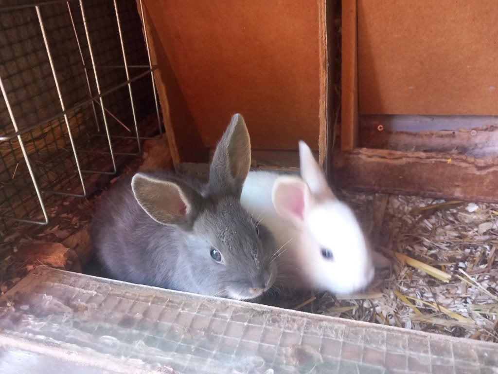 Dwergkonijnen, Dieren en Toebehoren, Meerdere dieren, Dwerg
