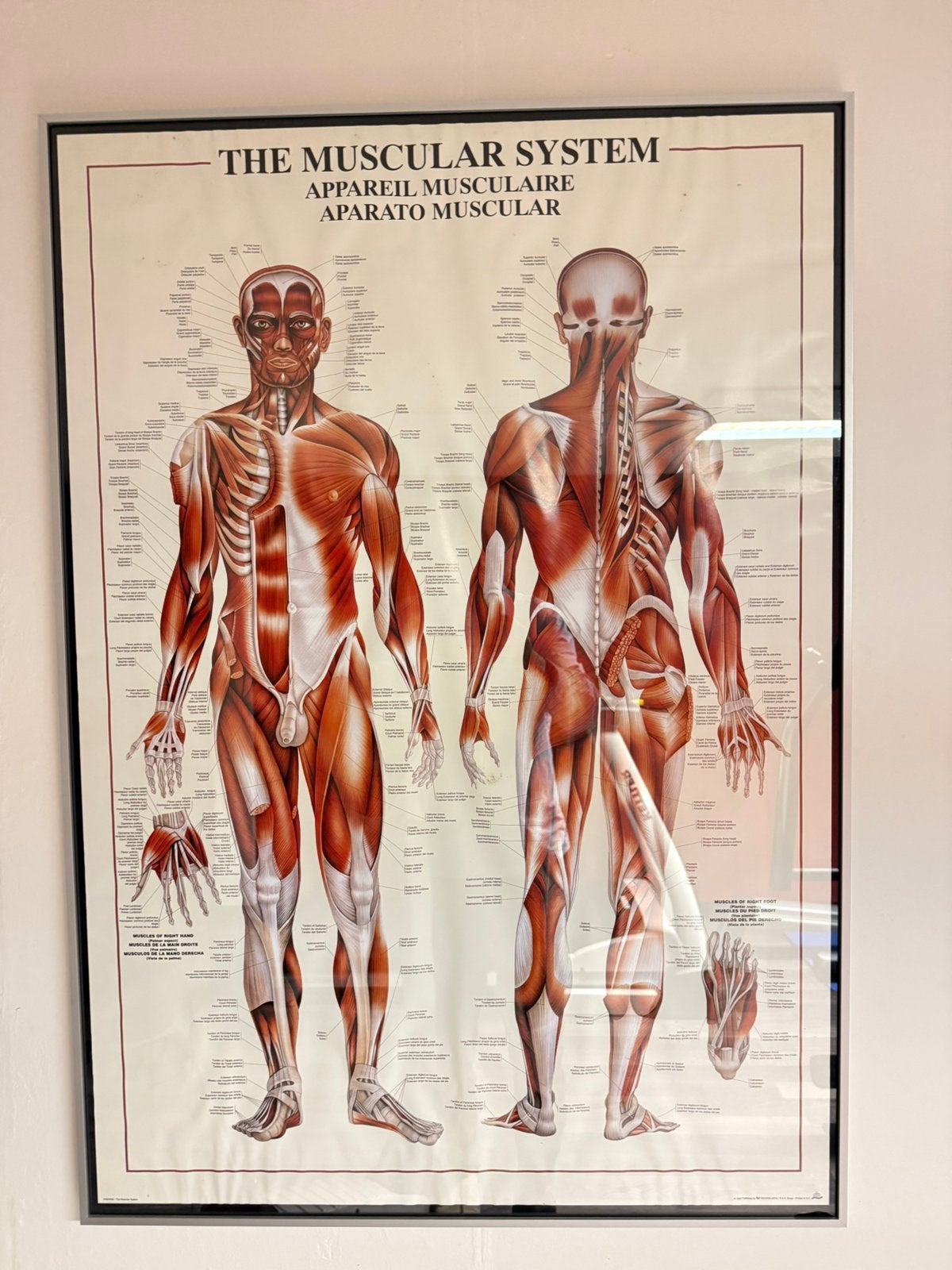 Poster menselijke spieren overzicht in aluminium lijst, Verzamelen, Ophalen, Rechthoekig Staand, Met lijst, Zo goed als nieuw