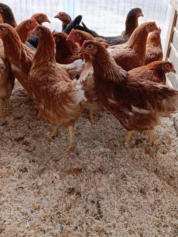 jeunes pondeuses brunes et 6 autres couleurs 0499/082381, Femelle, Poule ou poulet