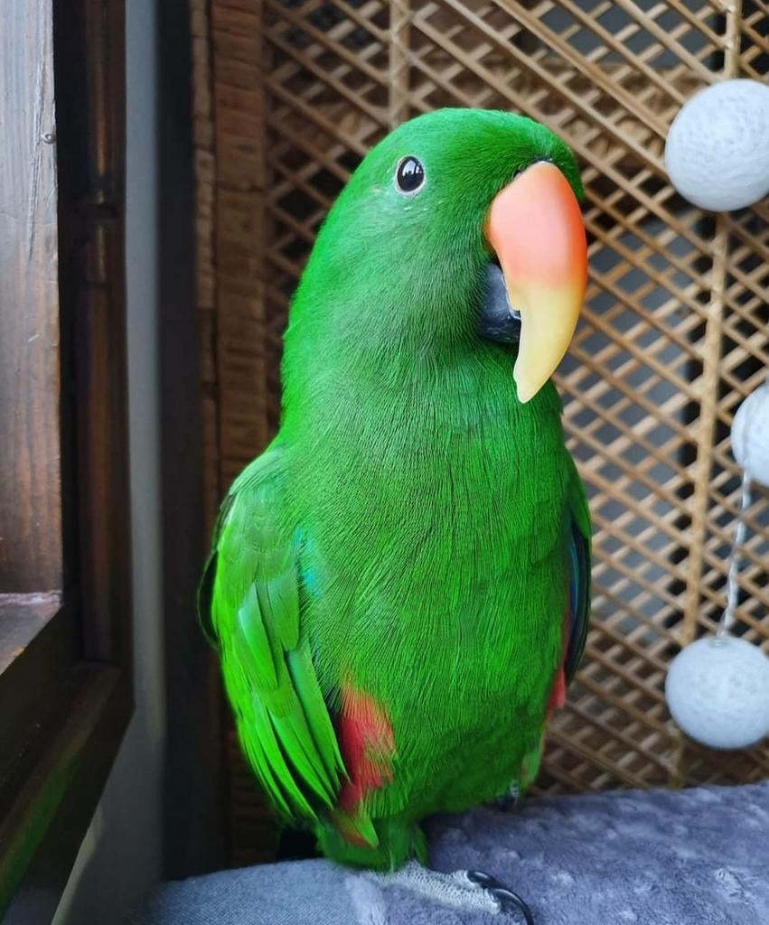 Gezocht wat oudere  edelpapegaai  man, Dieren en Toebehoren