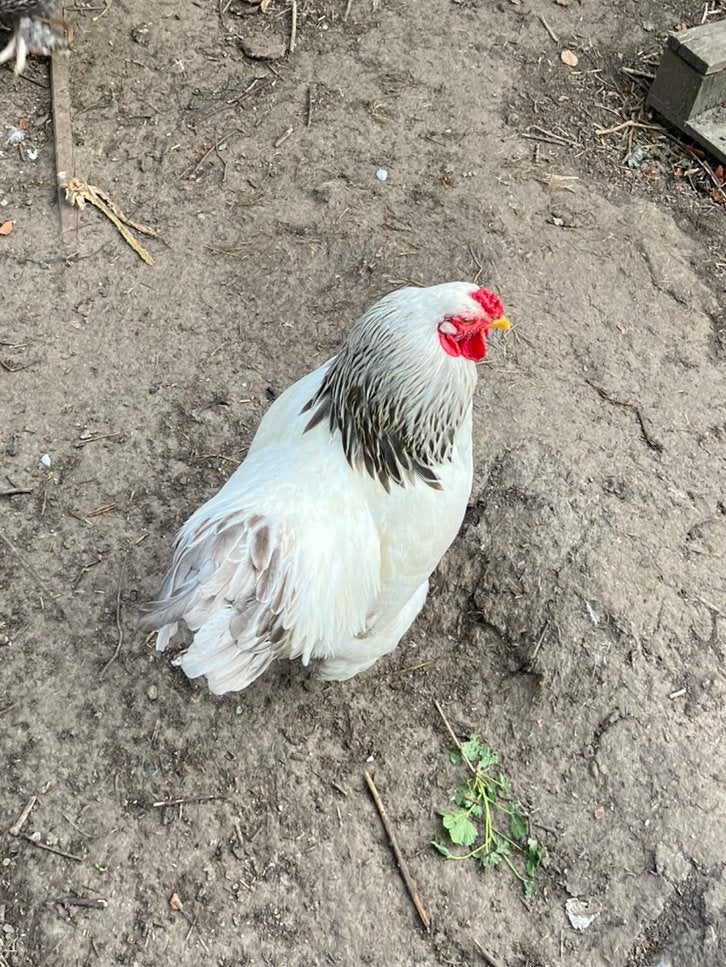 Coq cerise Brahma, Animaux & Accessoires, Volatiles
