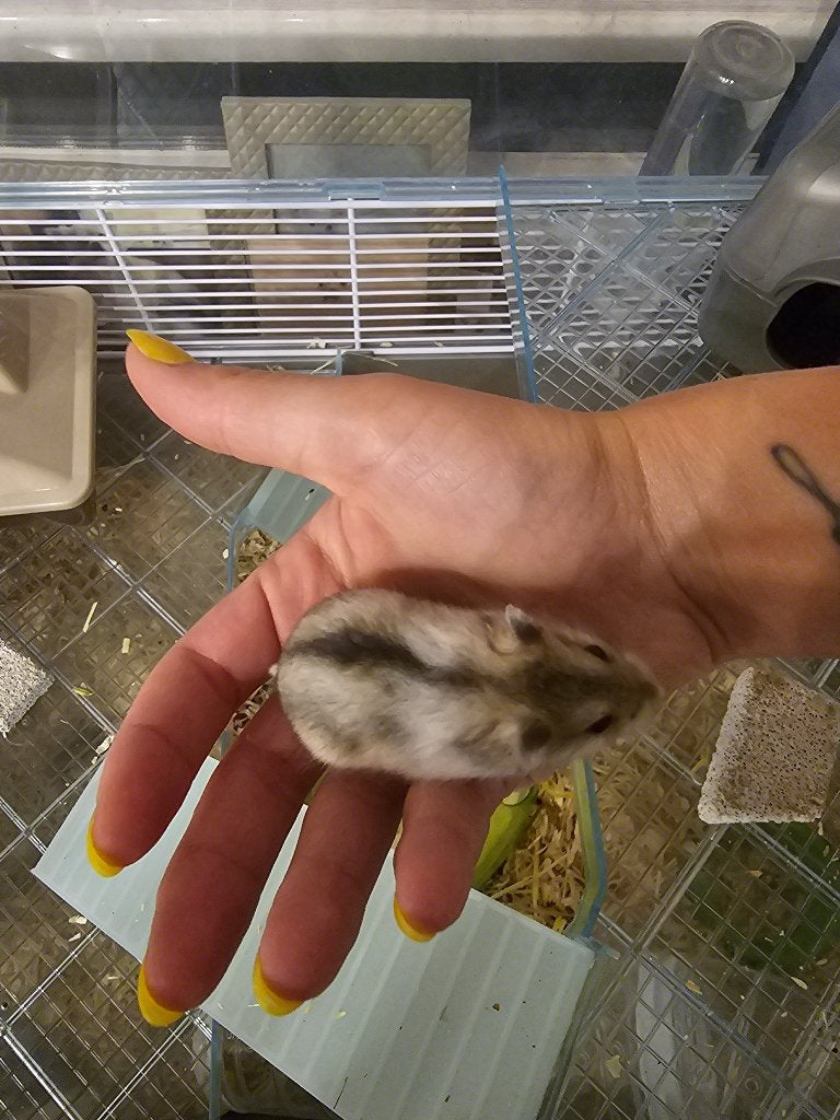 Dwerghamsters, Dieren en Toebehoren, Knaagdieren, Hamster, Juli, Meerdere dieren, Tam