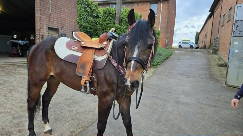 8 jarige Quarter als Recreatief Wandelpaard, Dieren en Toebehoren, Paarden, Ruin, Minder dan 160 cm, 7 tot 10 jaar, Recreatiepaard