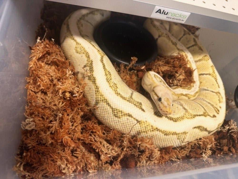 Ball Python/ Regius python0.1 LEMONBLAST DESERT GHOST (DG), Dieren en Toebehoren, Ophalen of Verzenden
