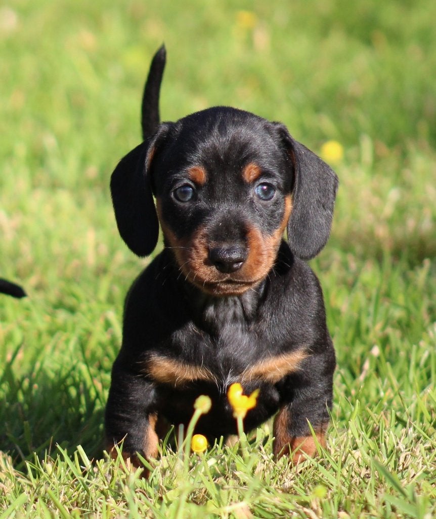 Teckel pups Black & tan korthaar, Dieren en Toebehoren, Parvo, België, 8 tot 15 weken, Korthaar