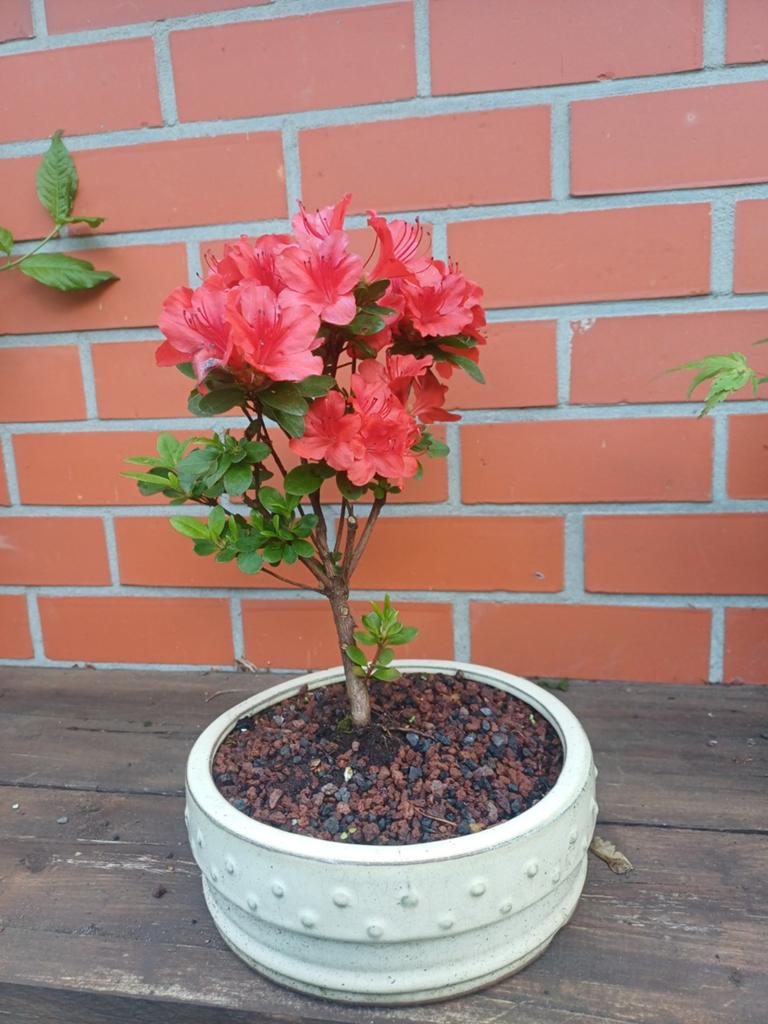 1 rode azalea, Ophalen