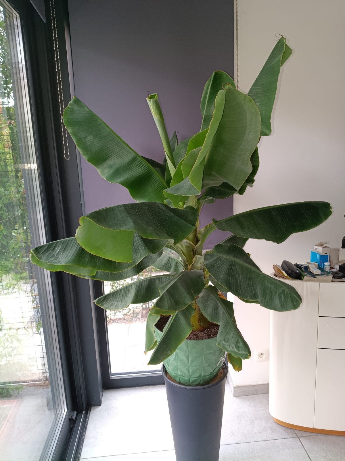 Musa Dwarf Cavendish in sierpot, Enlèvement