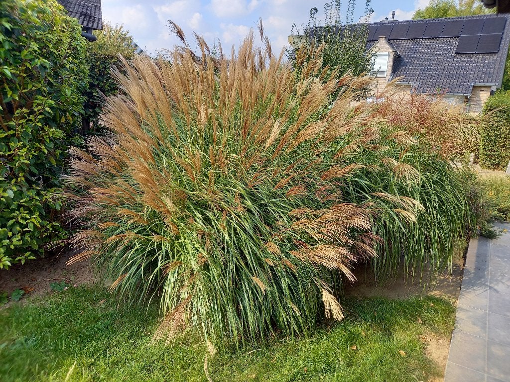 Gratis planten Prachtriet - Miscanthus sinensis ‘Yaku Jima’, Ophalen, Vaste plant, Siergrassen