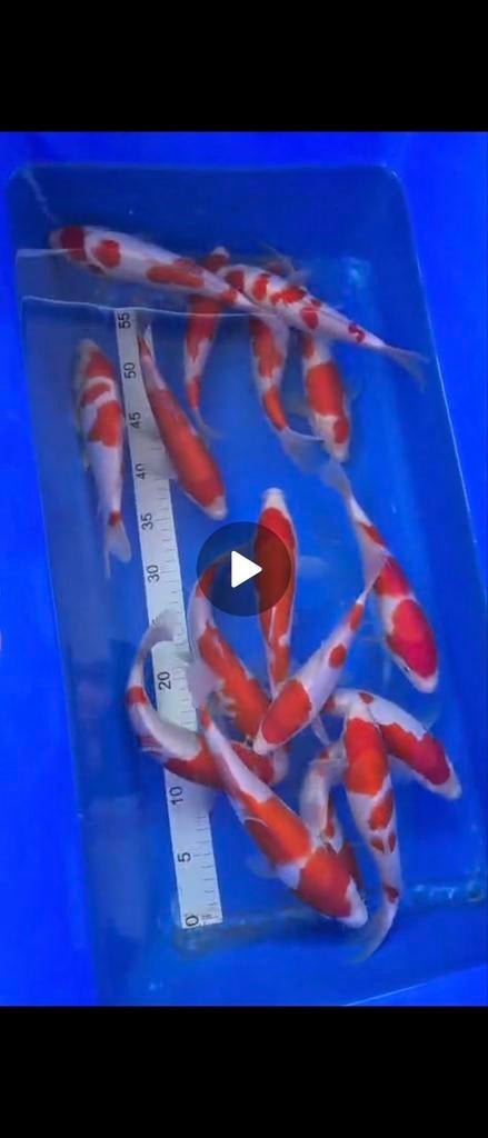 Maruhide kohaku tosai