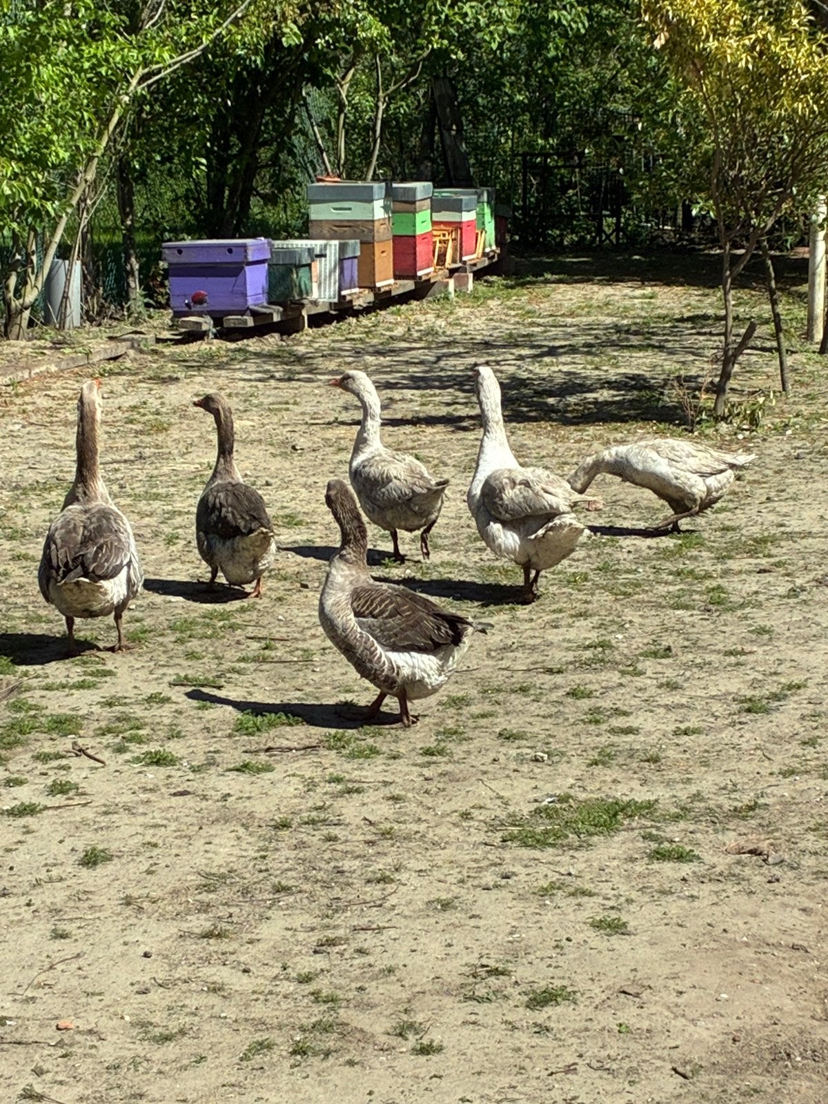 Ganzen te koop, Animaux & Accessoires, Volatiles, Oie ou Cygne