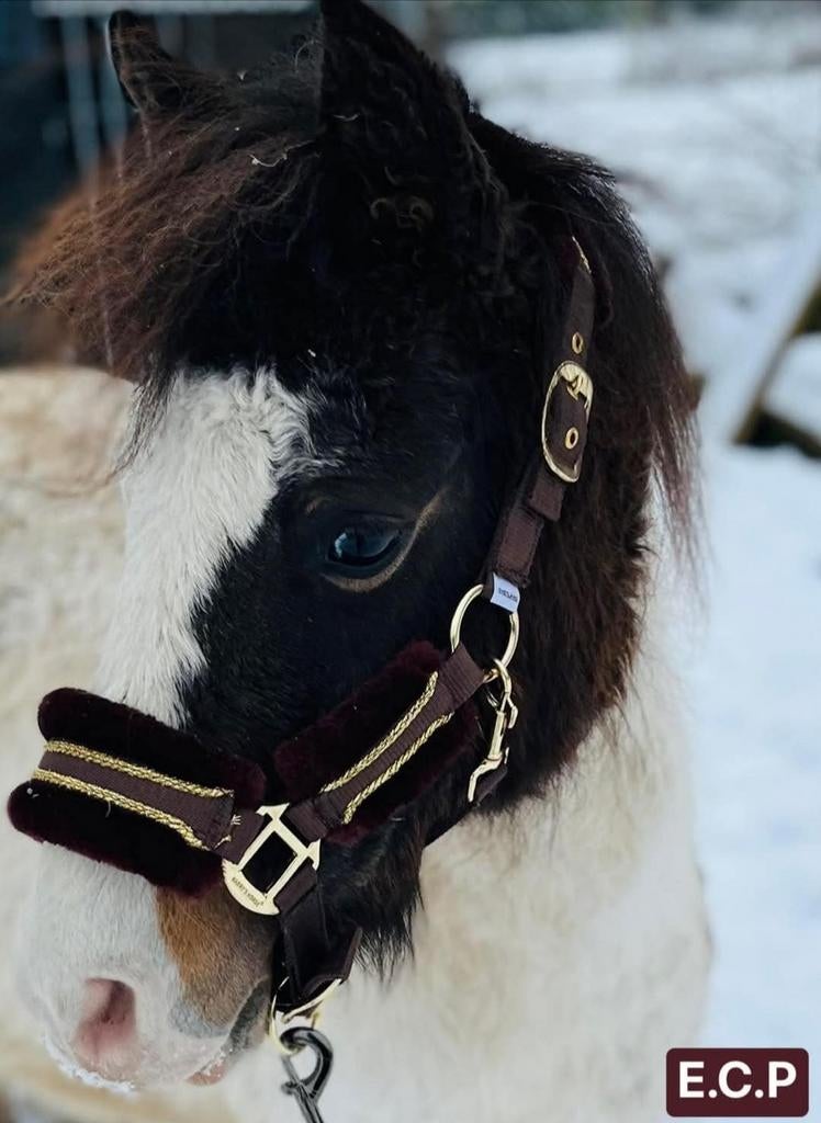 Curly horse / mini curly horses gekruld hypoallergeen paard, Dieren en Toebehoren, Paarden, Merrie, L