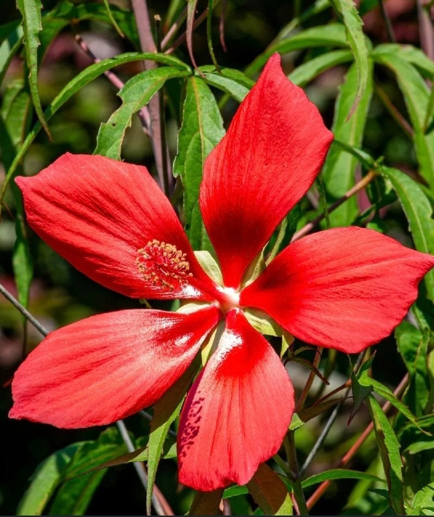 Hibiscus Coccineus , Ketmie écarlate ,Étoile du Texas), Tuin en Terras, Planten | Tuinplanten, Ophalen of Verzenden, Lente, Volle zon