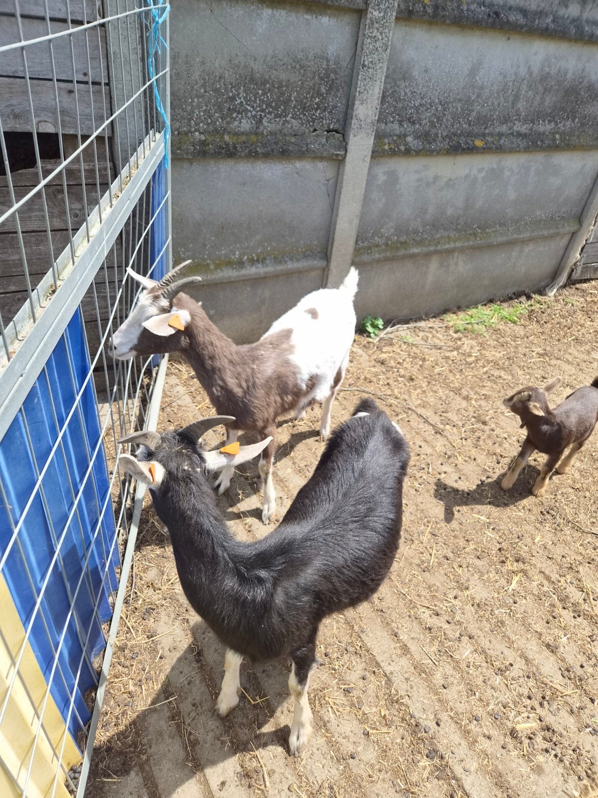Bonte geitjes, Dieren en Toebehoren