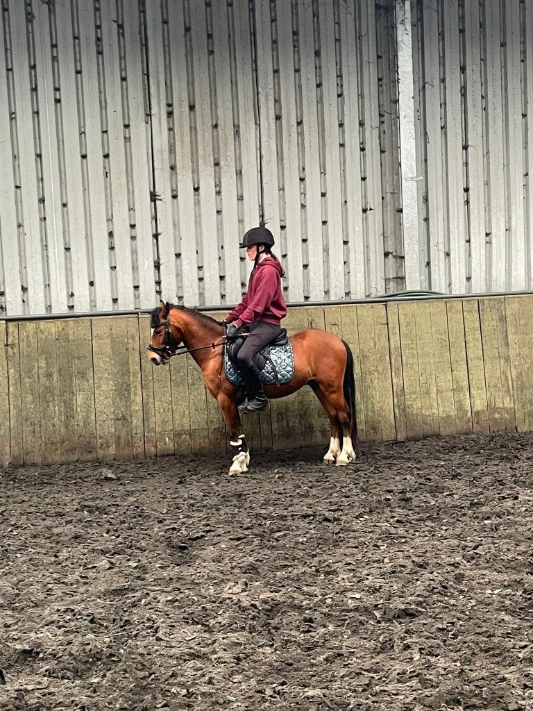 Mooie lieve A Pony te koop, Gechipt, Ruin, Zadelmak, A pony (tot 1.17m)