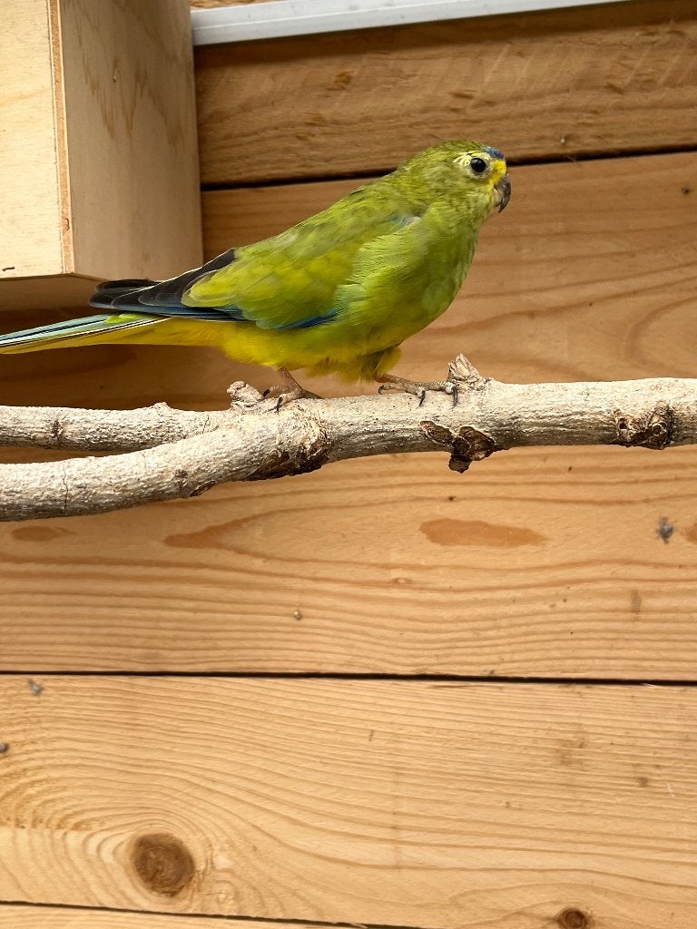 Elegant parkieten koppel, Dieren en Toebehoren, Meerdere dieren, Parkiet