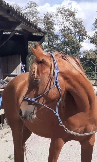 Te koop 3 jarige ruin Arabier/ Arabisch volbloed, Dieren en Toebehoren, Minder dan 160 cm, Met stamboom, Ruin, 3 tot 6 jaar
