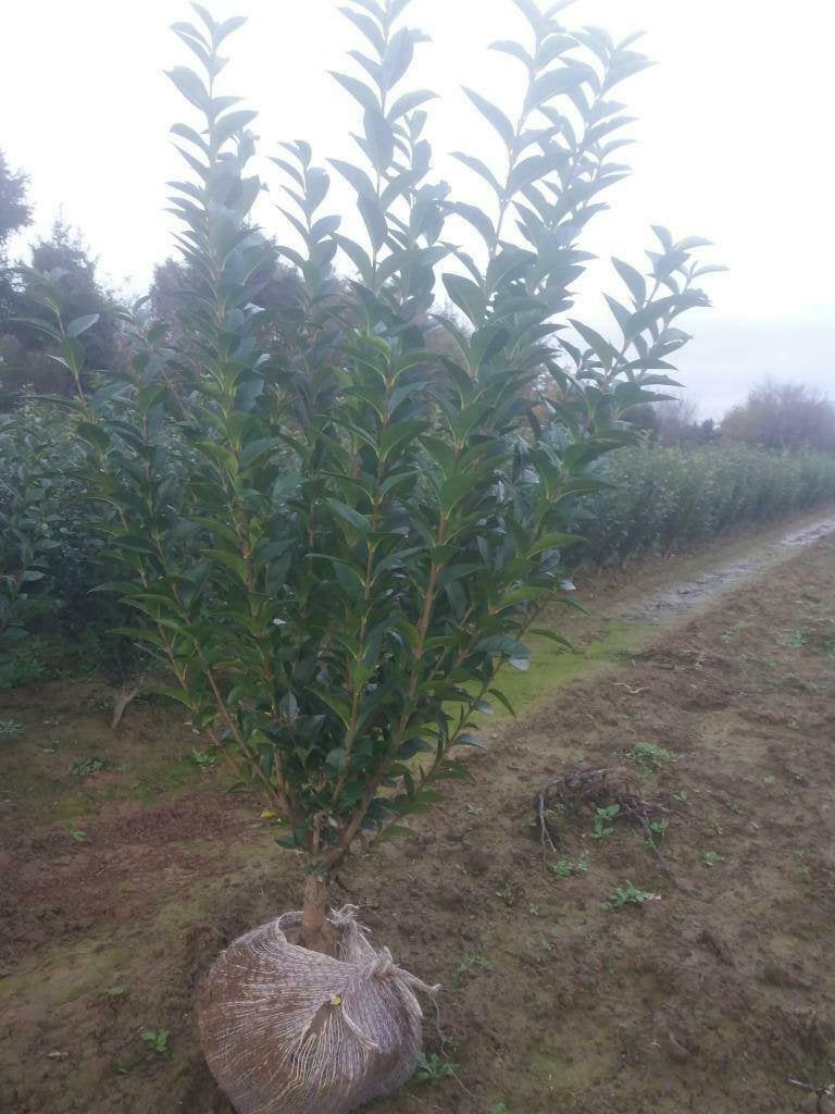 Ligustrum Ovalifolium, Jardin & Terrasse, Enlèvement