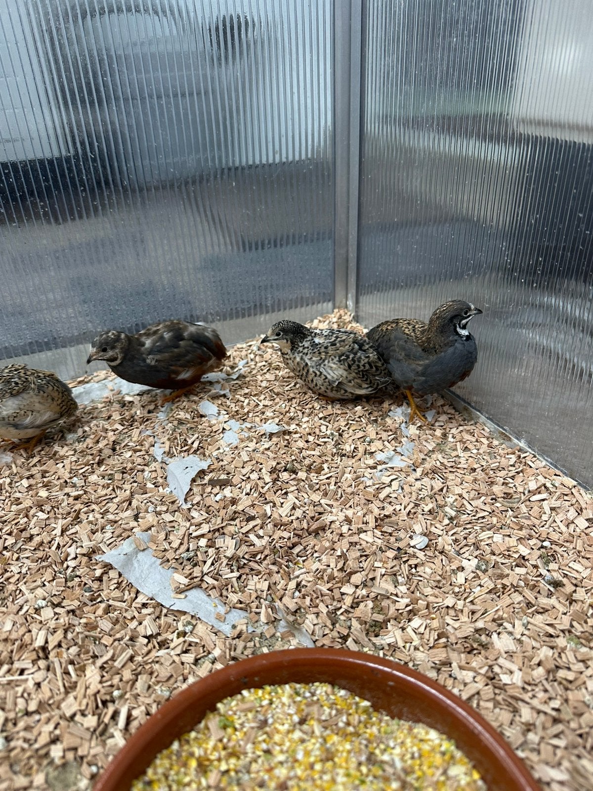 Chinese kwartels hanen, Dieren en Toebehoren, Vogels | Overige Vogels, Mannelijk