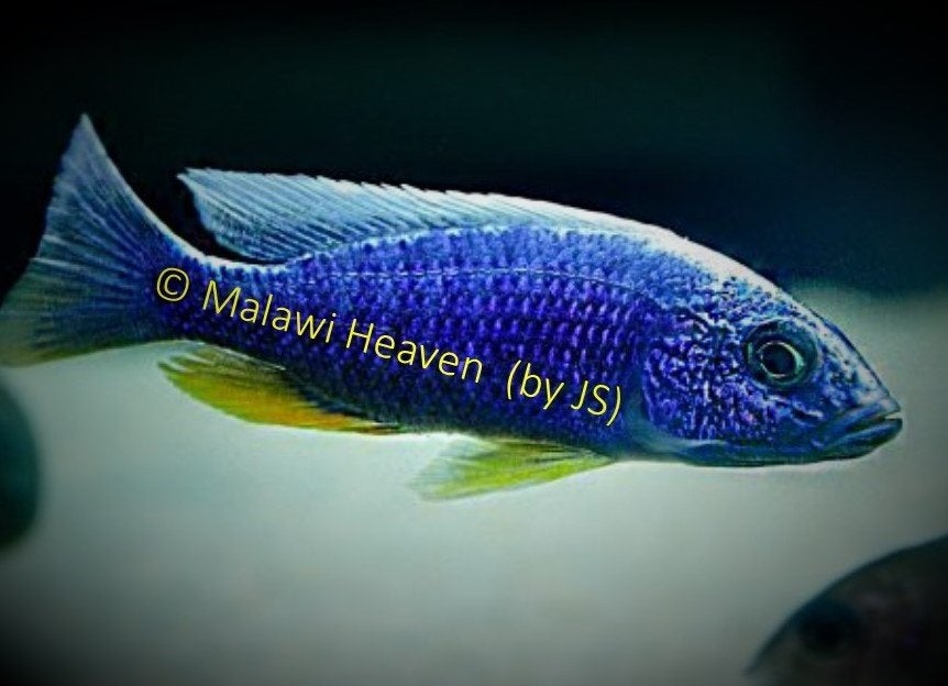 Sciaenochromis fryeri Iceberg malawi cichliden, Poisson, Poisson d'eau douce, Banc de poissons
