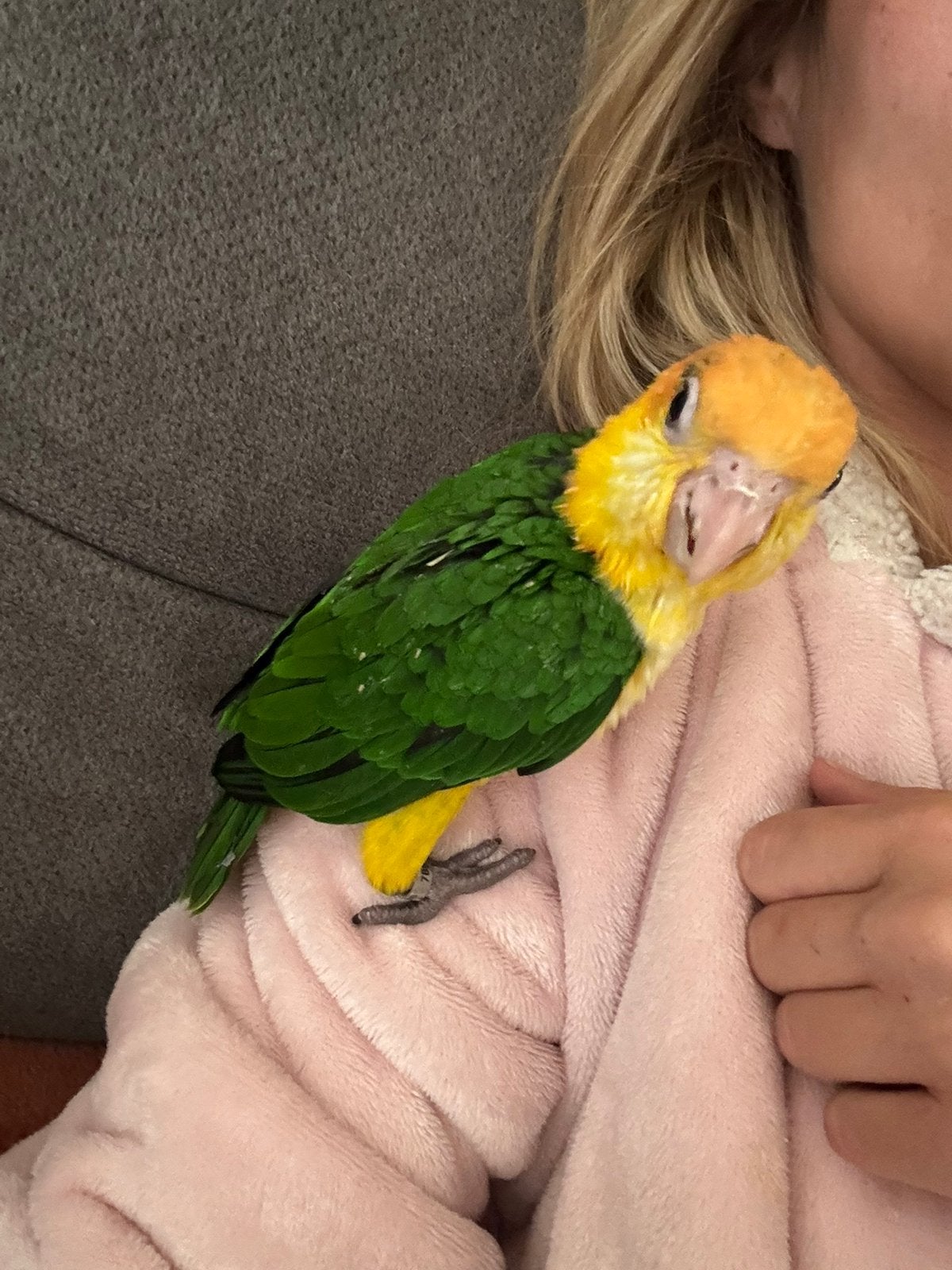 Handtamme roestkop caique.