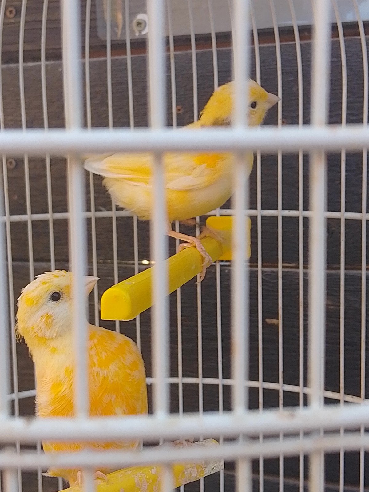 JONGE KWEEKRIJPE KANARIE POPJES geringd van 2026, Dieren en Toebehoren, Vrouwelijk, Zangkanarie