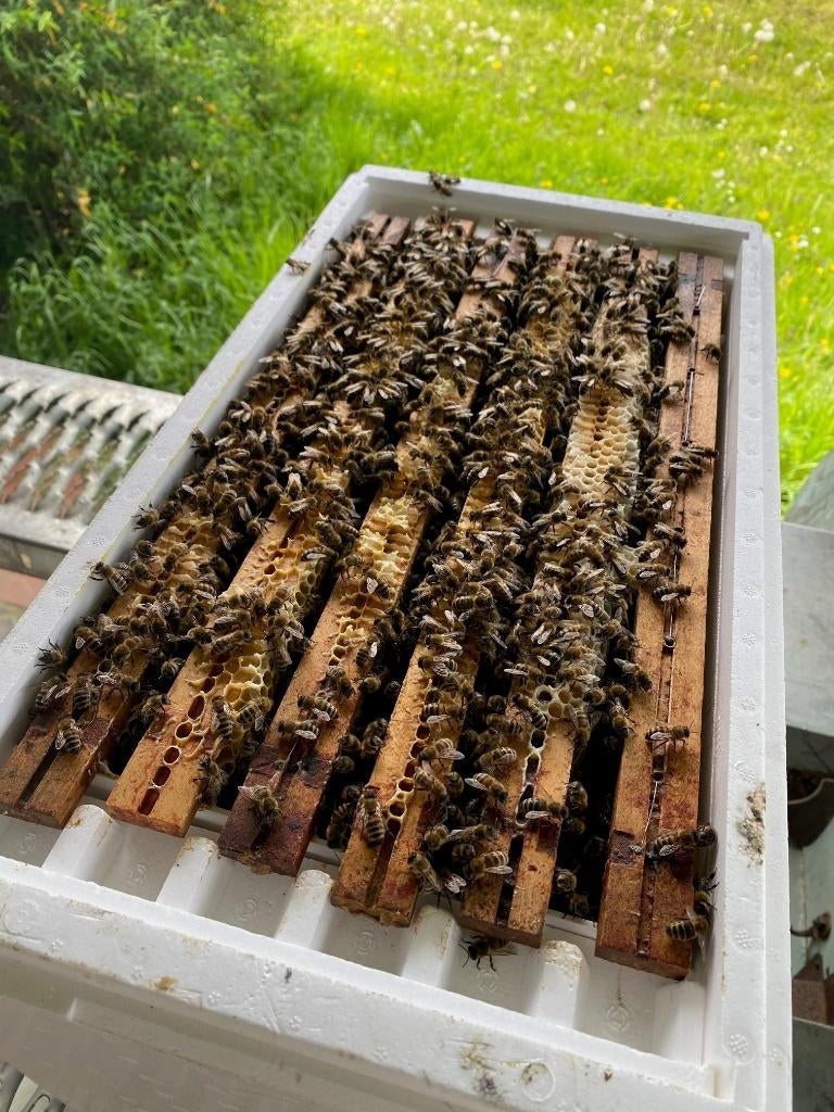 Bijenvolk op 6-ramer simplex met 2025 koningin, Dieren en Toebehoren, Insecten en Spinnen, Bijen