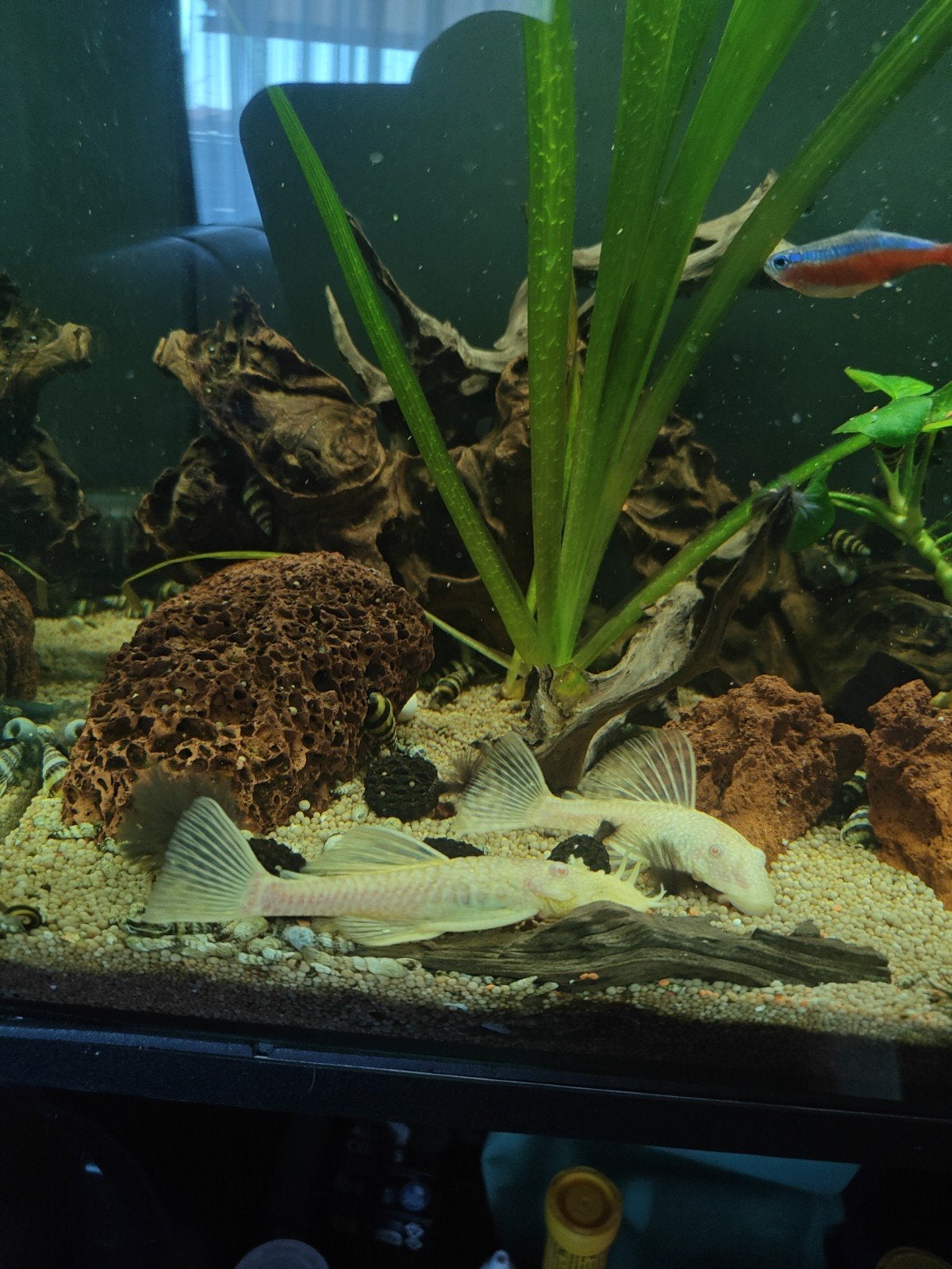 Albino gold koppel
