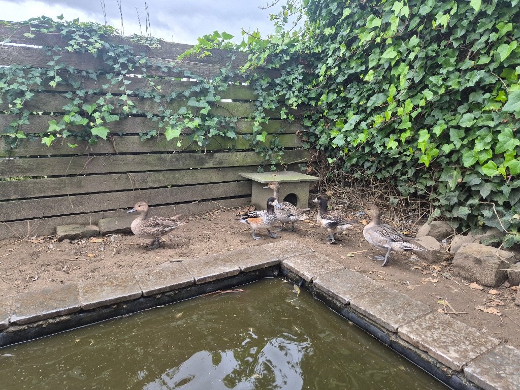 chilismient en mannetje pijlstaart, Animaux & Accessoires, Plusieurs animaux, Canard