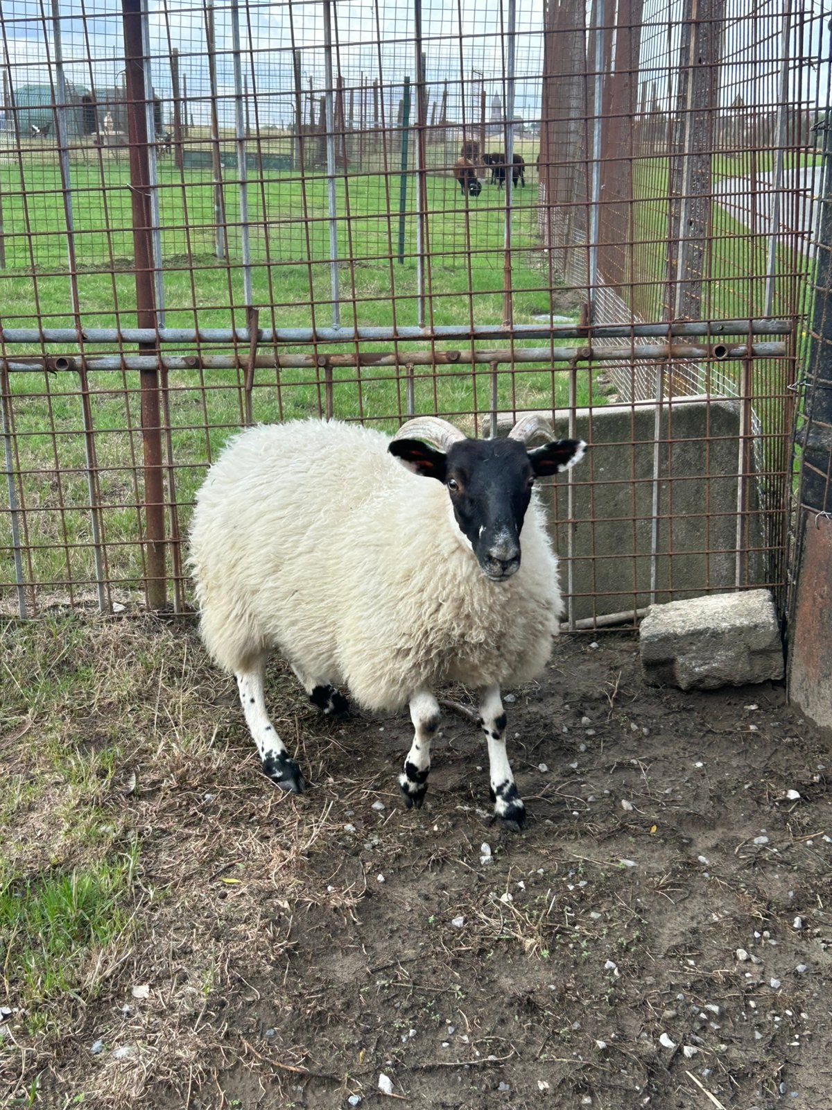 Zeer mooie jonge ooi zuiver ras scottisch blaekface, Animaux & Accessoires, Moutons, Chèvres & Cochons, Femelle, Mouton