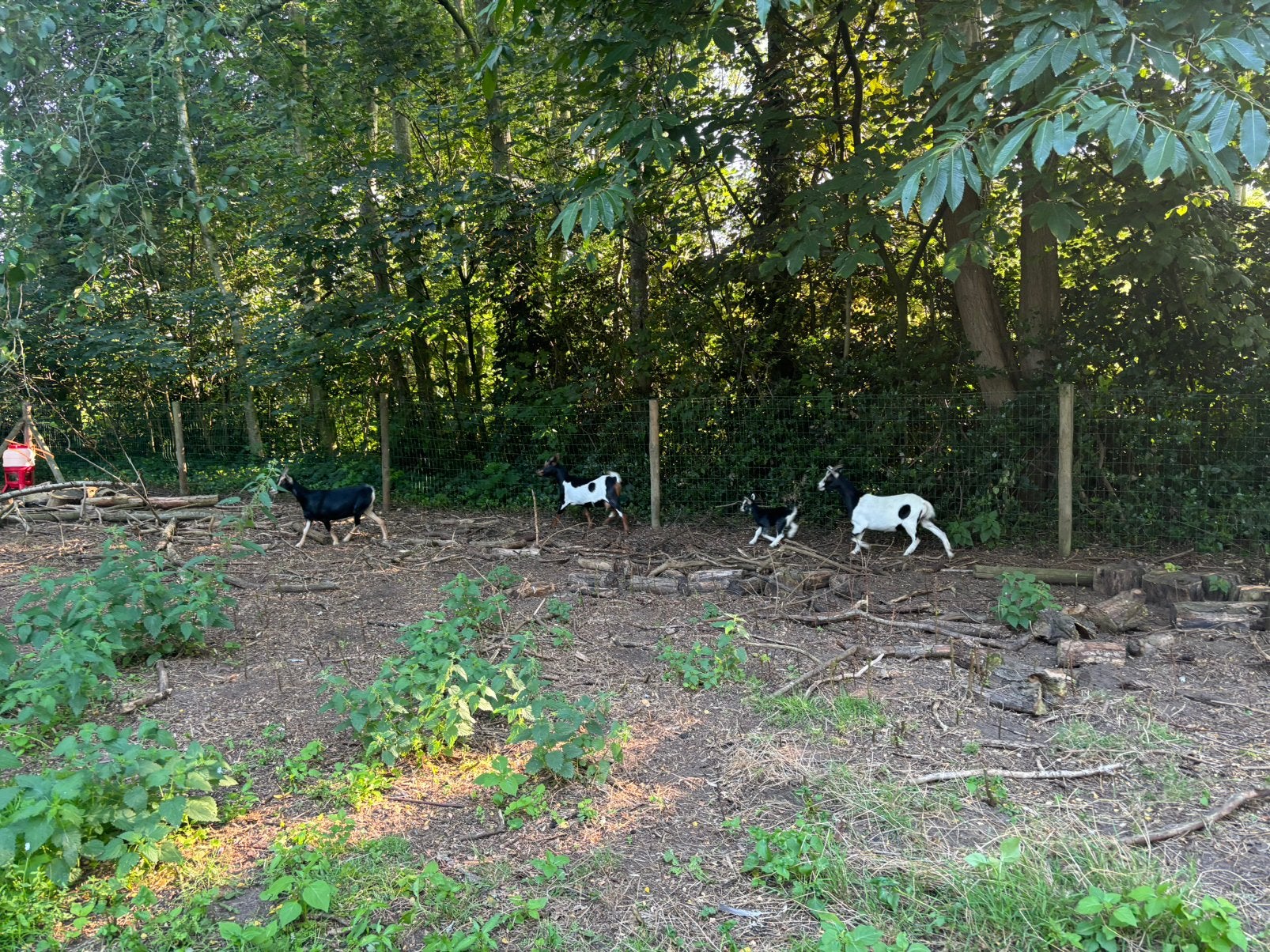 Dwerggeiten, Femelle, Chèvre, 0 à 2 ans