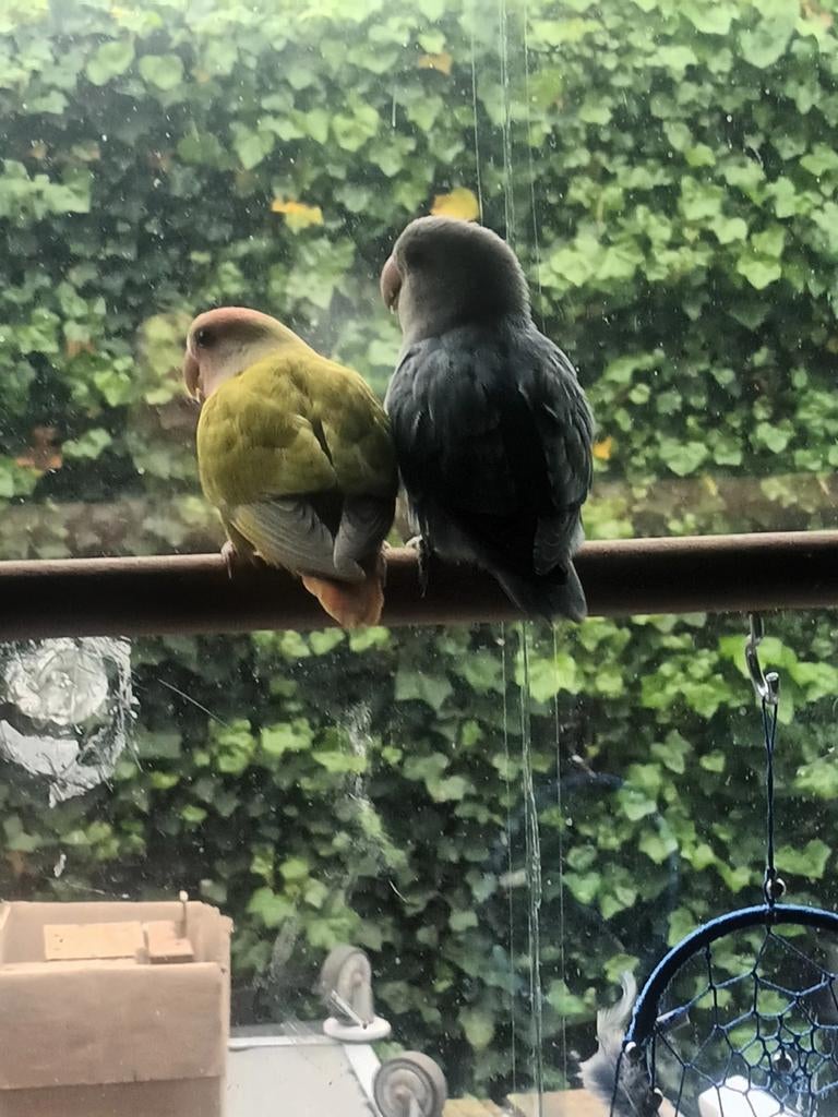 Dwergpapegaaien  te koop eente super tam.  andere half tam +, Dieren en Toebehoren, Vogels | Overige Vogels, Tam