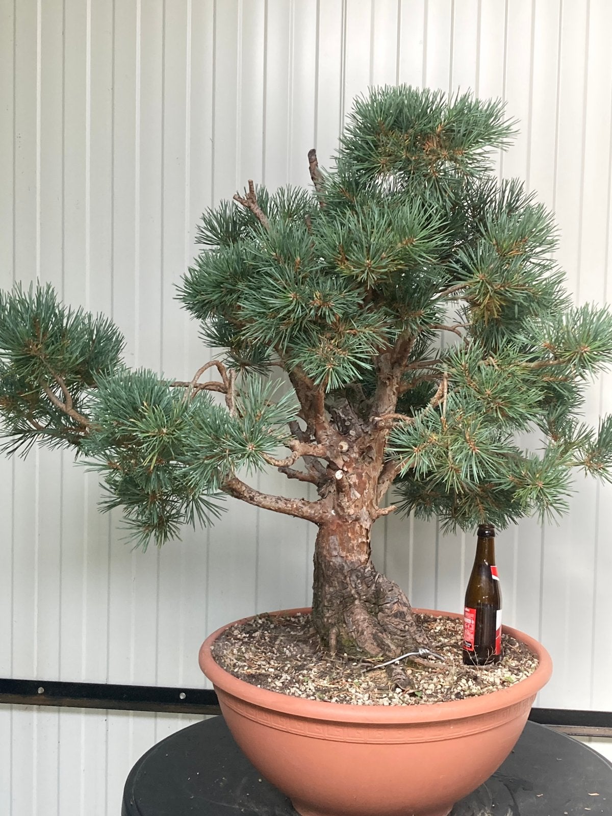 Bonsai pinus sylvestris watereri, Tuin en Terras, Planten | Bomen, Ophalen