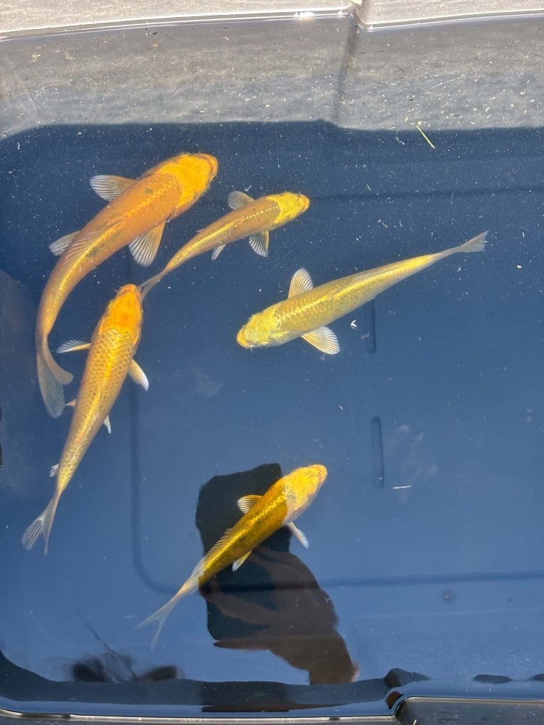 5x Yamabuki – Eigen Kweek, Animaux & Accessoires, Carpe ou Koï