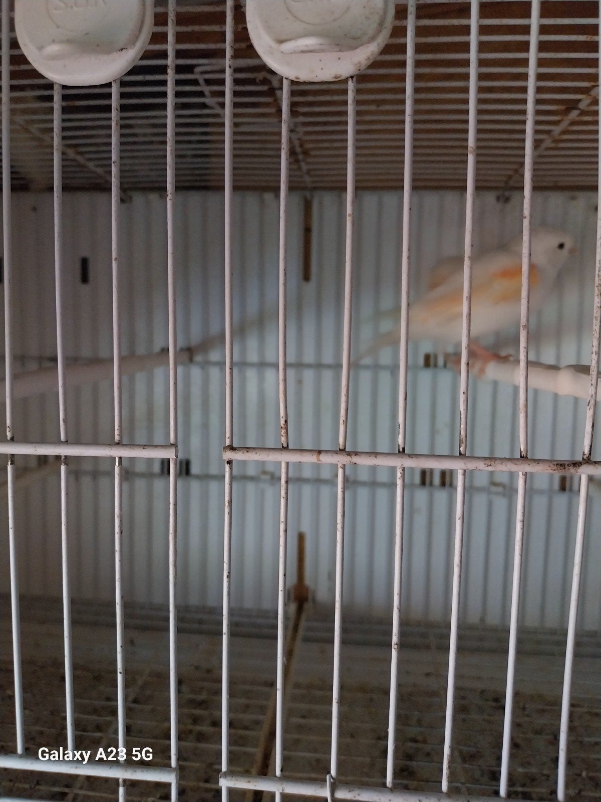 kanarie mozaïek  poppen    2025, Dieren en Toebehoren, Vogels | Overige Vogels