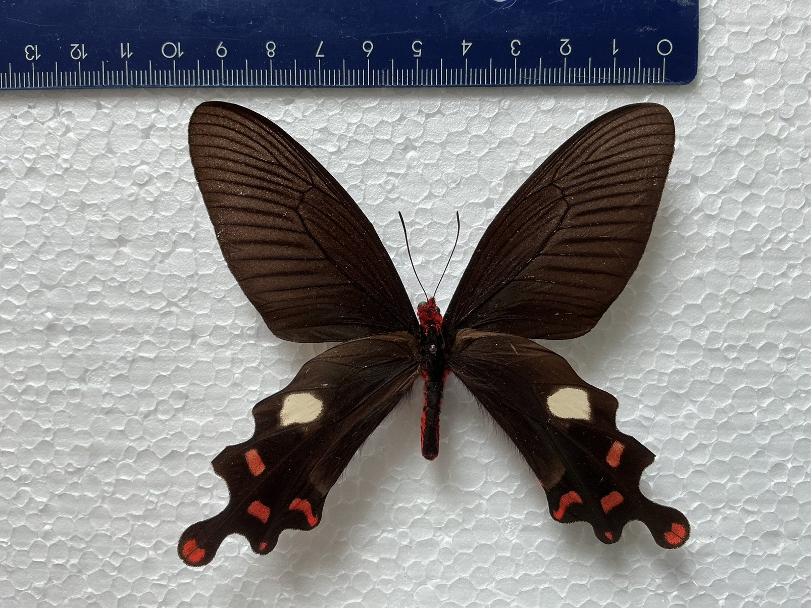 BYASA POLYEUCTUS ( MYANMAR ), Ophalen, Zo goed als nieuw