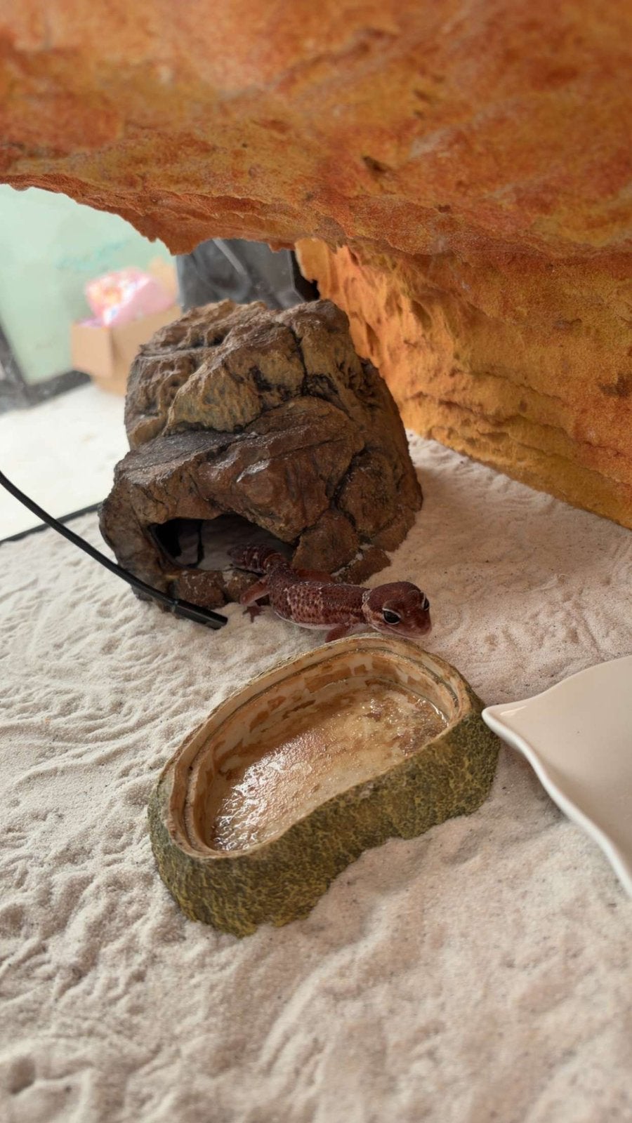Terrarium met 2 gekko’s, Dieren en Toebehoren, Met terrarium, 3 tot 6 jaar