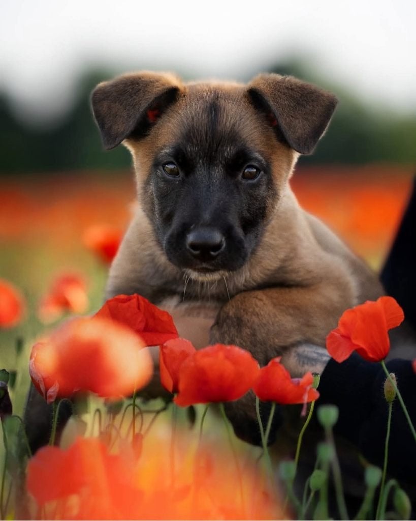 Mechelse herder pup, Dieren en Toebehoren, België, Fokker | Hobbymatig, 8 tot 15 weken, Meerdere